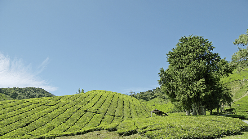 Cameron Highlands Resort